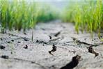 Siccità agricoltura